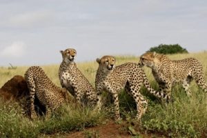 Safari Reise in Südafrika - Gruppenreise