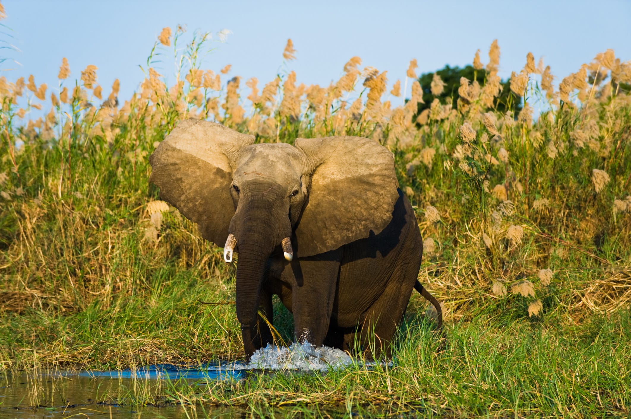 Simbabwe – Nationalparks unter neuer Leitung