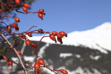 Frankreich – Nationalpark Vanoise ein Juwel Frankreichs