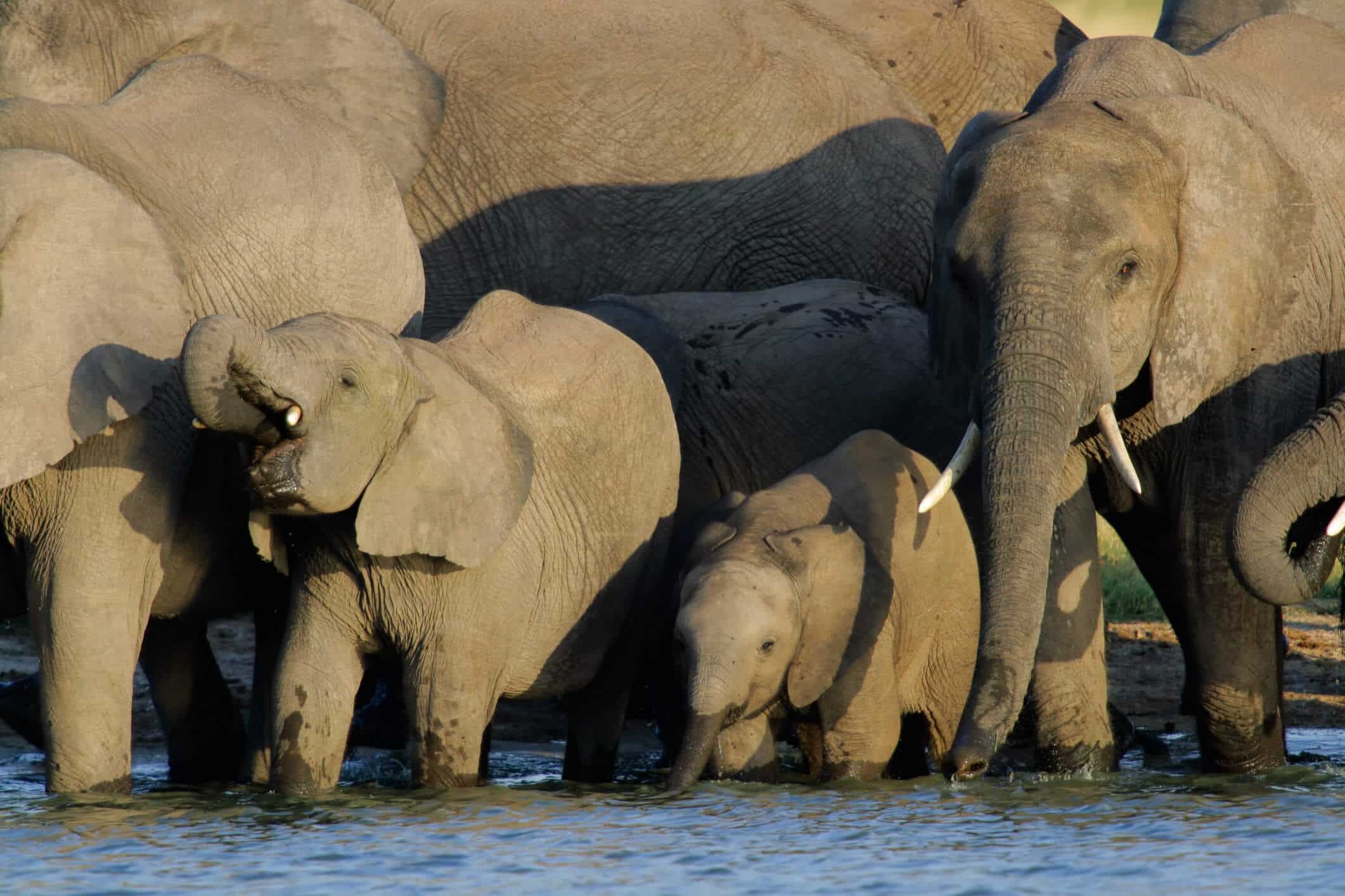 Tierreiche Simbabwe Rundreisen