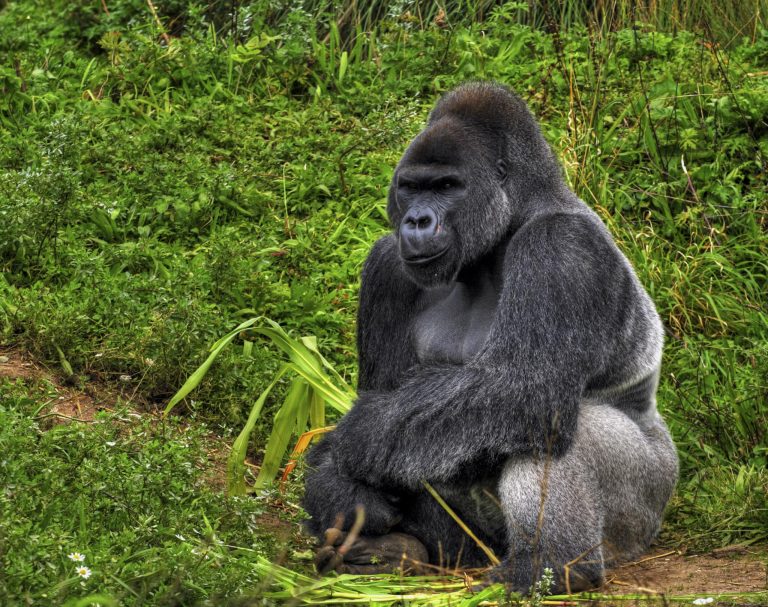Gorillas weltweit steckbrief verbreitung und artenschutz