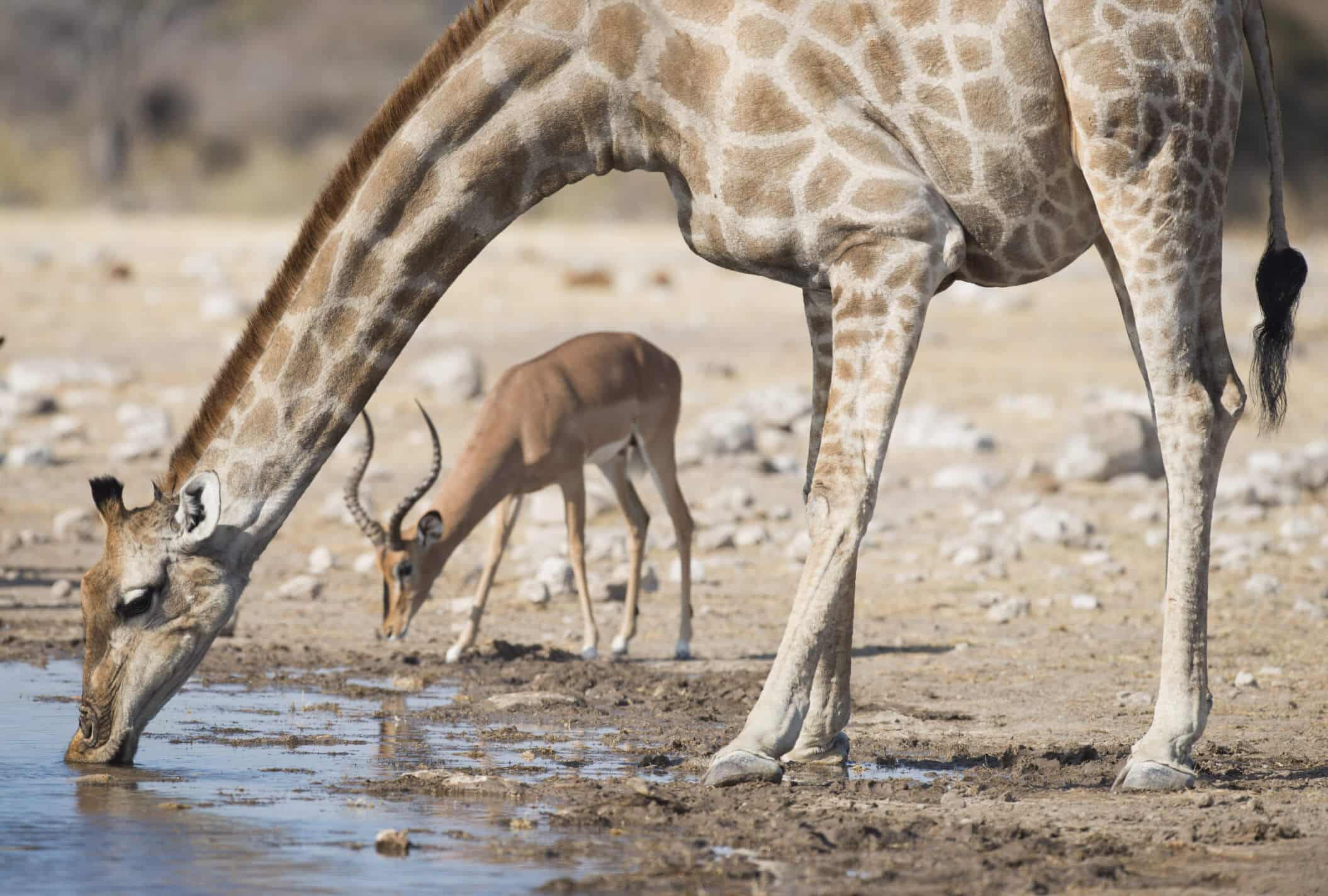 Reisebeicht Namibia - geführt Reise durch Namibia