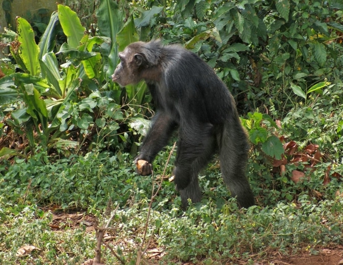 Schimpansen Tracking - Nyugwe - Ruanda