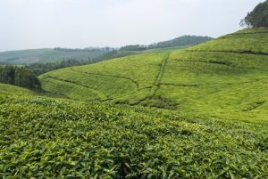 Nyungwe Nationalpark - Ruanda