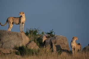 Geparden in der Serengeti - Tansania