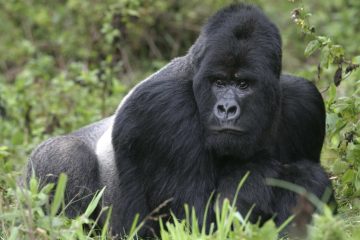 Uganda – Gorilla Trekking Reise im Dschungel Ugandas