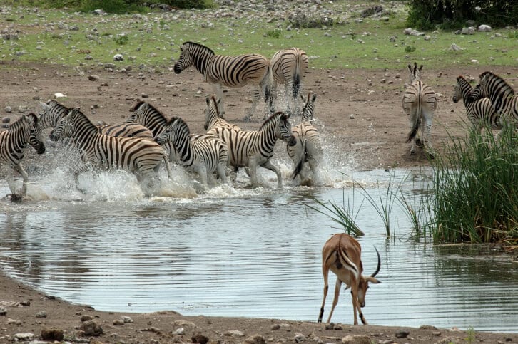 Günstige Safari in Südafrika