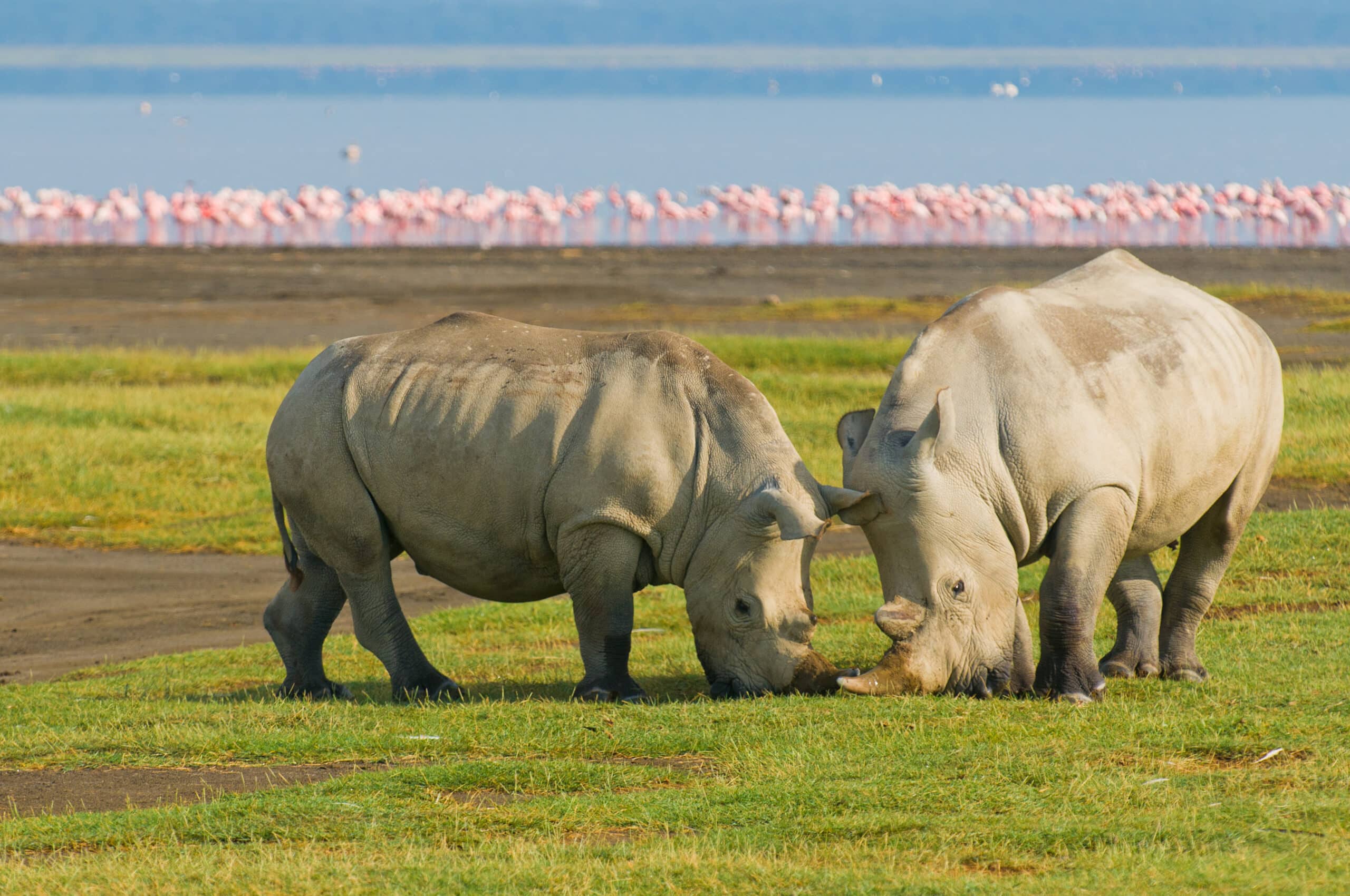 Kenia – 21 Nashörner ziehen vom Lake Nakuru um