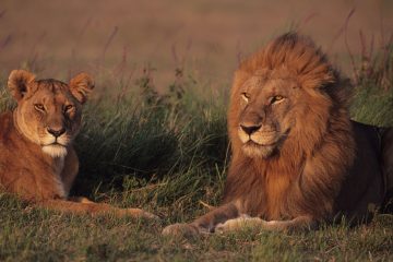 Masai Mara - Kenia Reisen