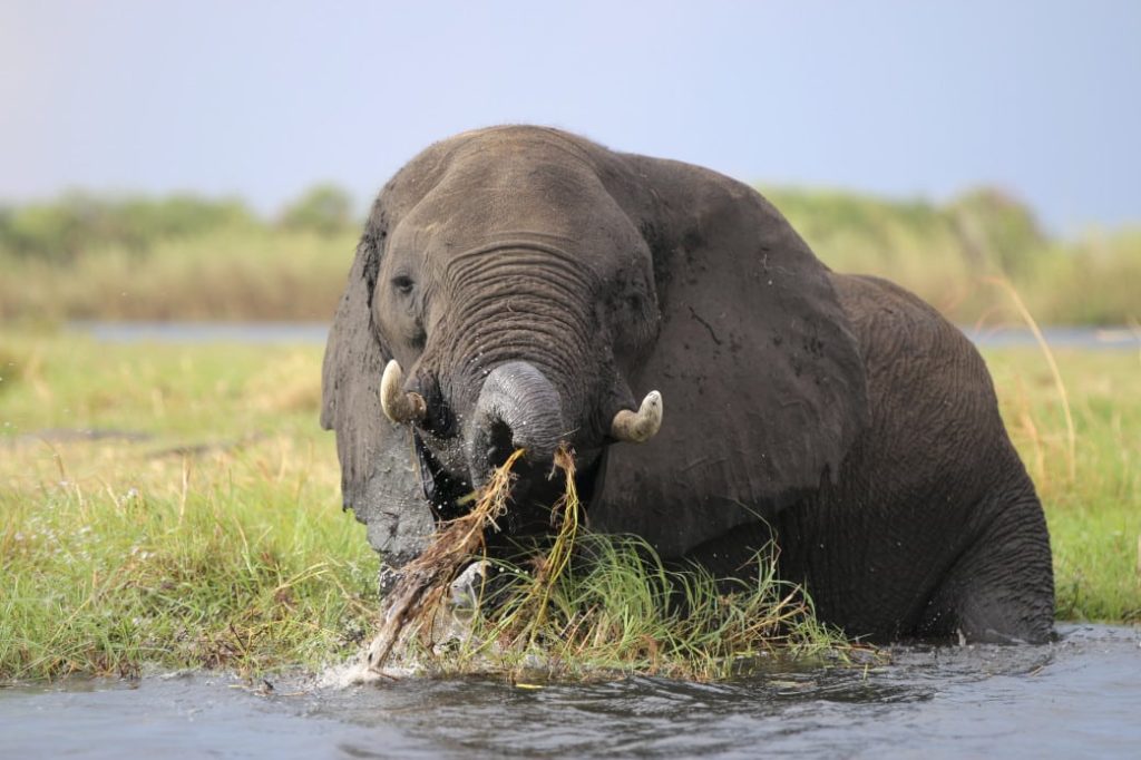 Kwando - Kanutour - Namibia