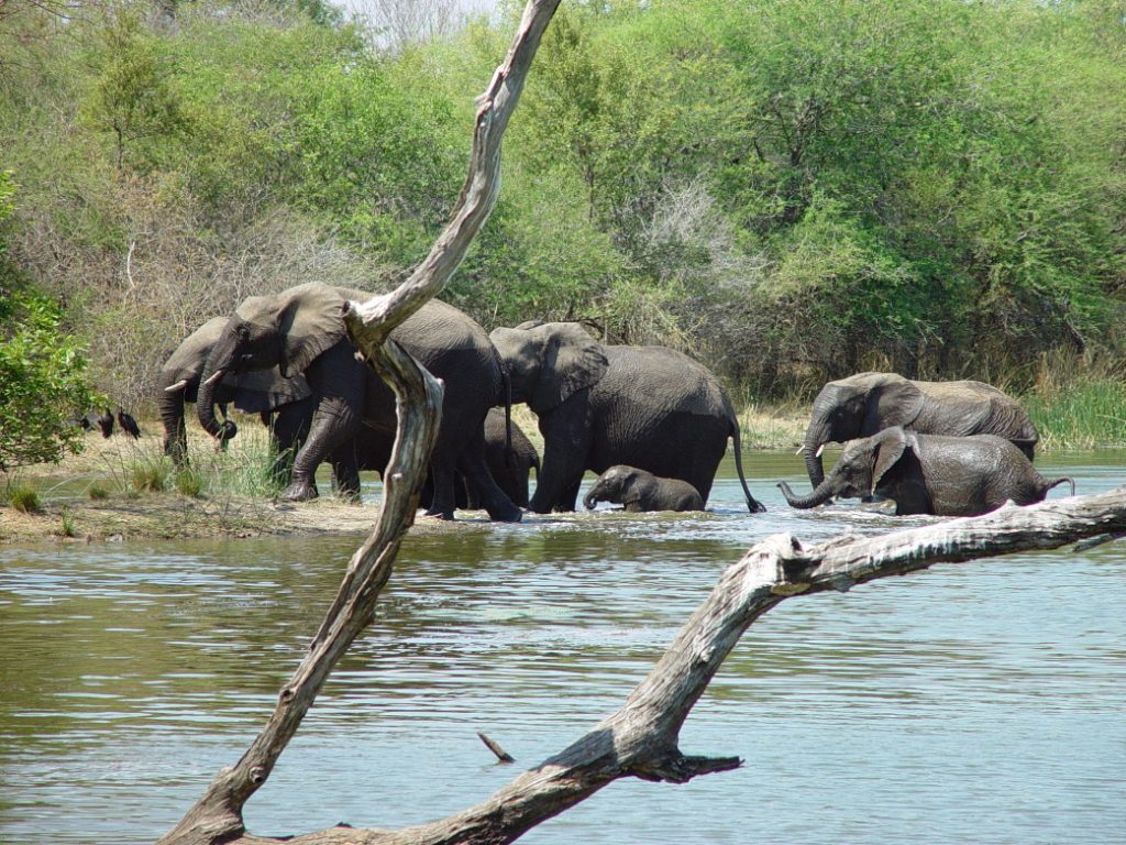 Safaribericht Südafrika