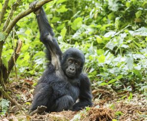 Wohin nach Afrika reisen - Ruanda