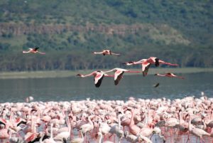 Afrika Safari in Kenia - Lake Nakuru