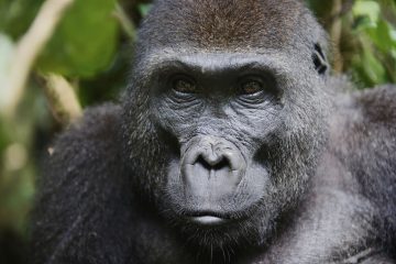 Gorilla Trekking in Kamerun