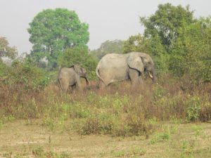 Ghana Rundreise - Mole National Park