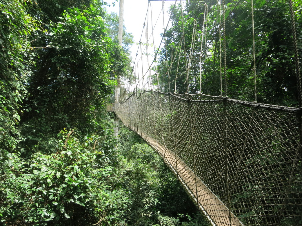 Canopy Walk - Kakum Nationalpark - Ghana Rundreise