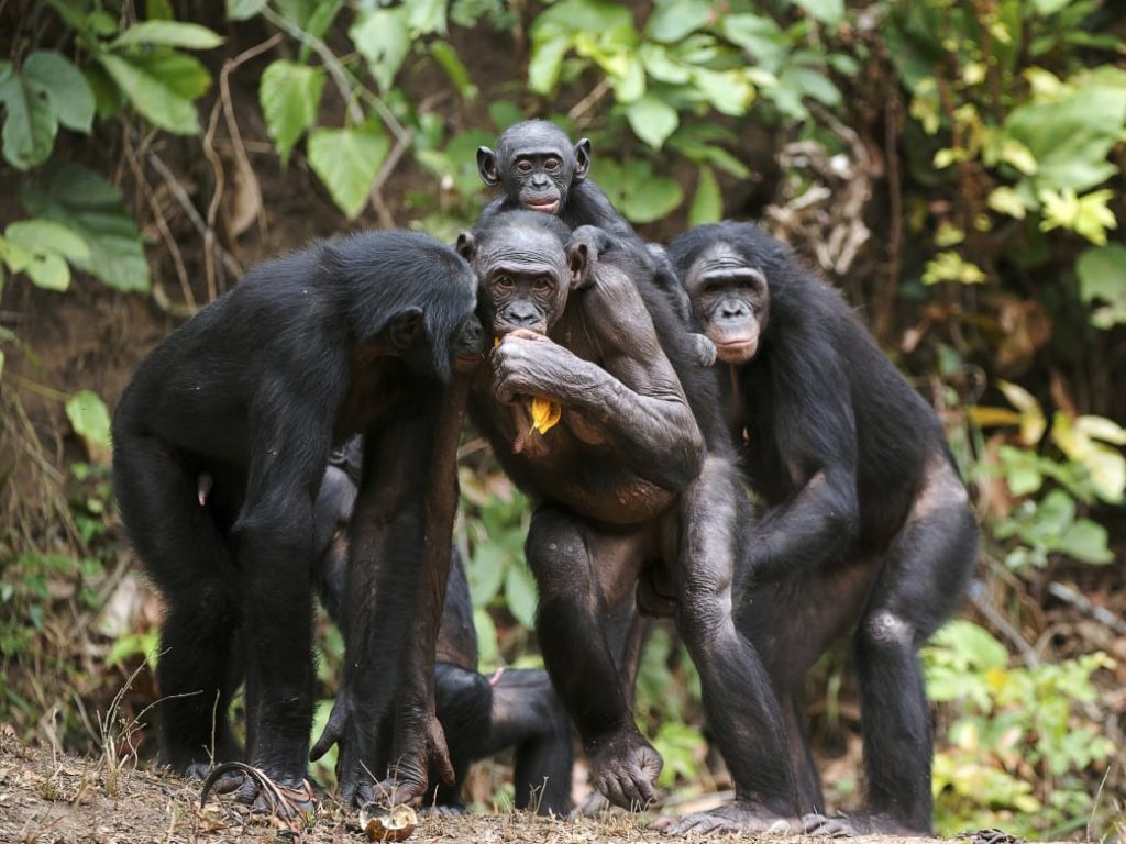 Schimpansen Tracking Uganda