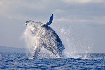 Walbeobachtung Sao Tome - Afrika