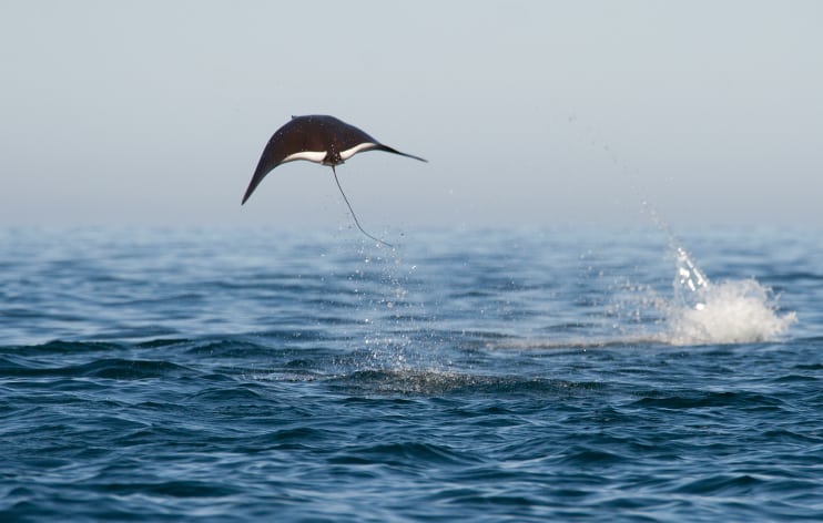 Tauchen mit Mantarochen Indonsesien - Asien