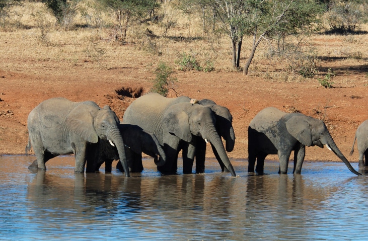 Elefanten in Limpopo-mit natuerlich.reisen