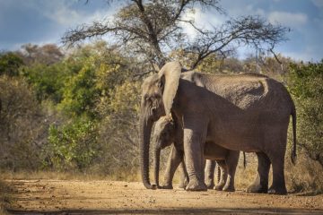 Südafrika - Reisen - Big Five