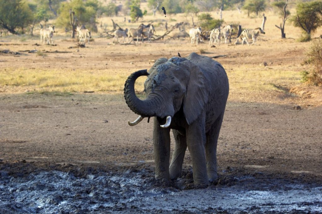 Elefant im Krüger Nationalpark mit Natuerlich-reisen..net