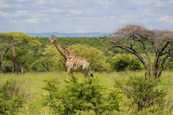 Krüger Nationalpark-Südafrika
