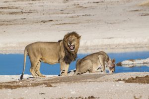 Namibia - Reisen - Mushara Lodge