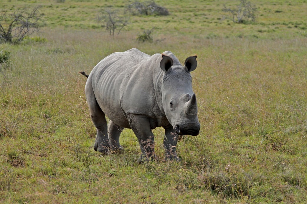 Südafrika - Reisen - Nashorn