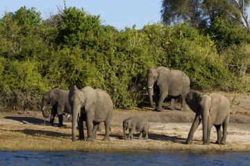 Botswana - Reisen - Volkszählung