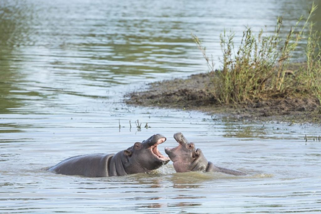 Südafrika - Safari Flusspferde