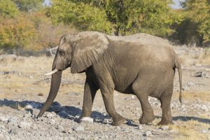 Elefant - Namibia - Reisen