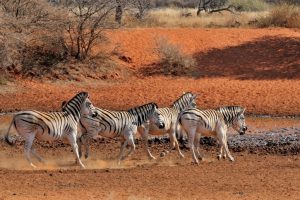 Südafrika - Safari - Nationalparkwoche