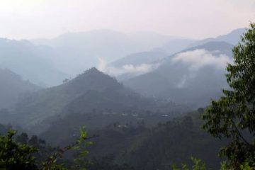 Bwindi Impenetrable Nationalpark - Gorilla Tracking