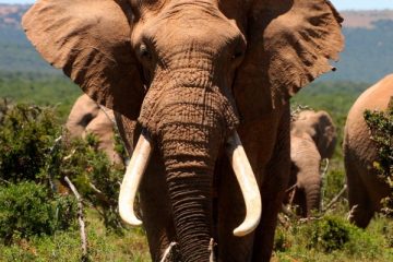 Elefant - Addo Elephant Nationalpark - Südafrika