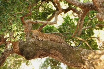 Leopard Wilpattu National Park