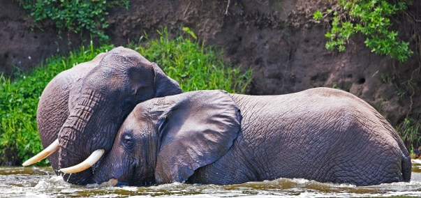 Uganda Kazinga Kanal