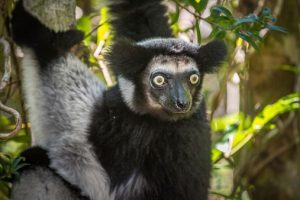 Madagaskar Sehenswürdigkeiten - Andasibe-Mantadia National Park