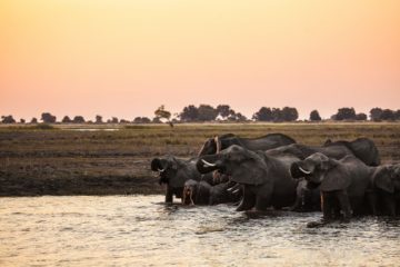 Optimale Reisezeit für Simbabwe Safaris