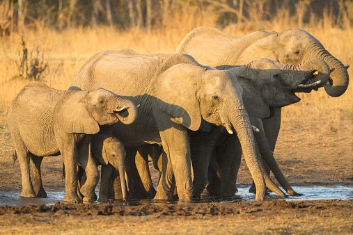 Sehenswürdigkeiten Simbabwe - Hwange-Nationalpark Simbabwe