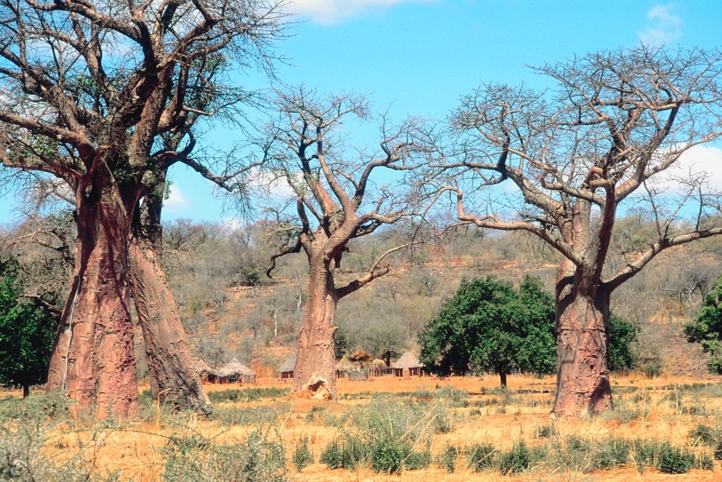 Simbabwe - Zambezi Nationalpark