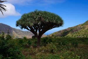 Kapverdische Inseln - Drachenbaum