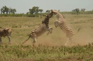 Südafrika - Safaris - Urlaub im Mai