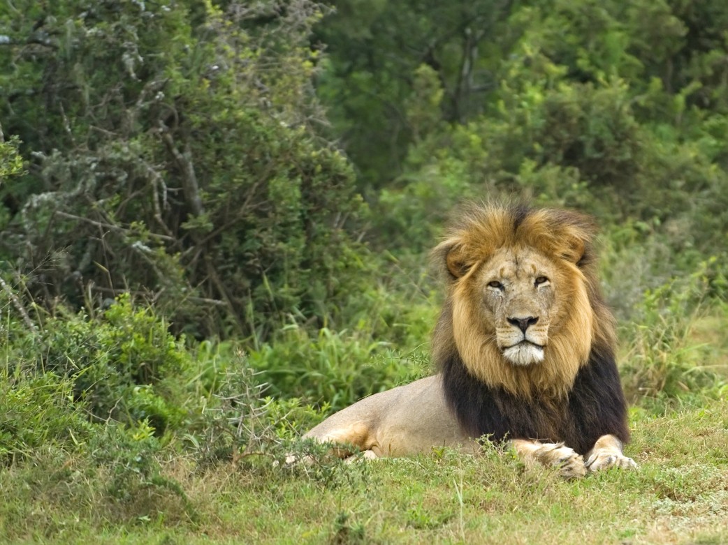 suedafrika-safari-reise krueger nationalpark