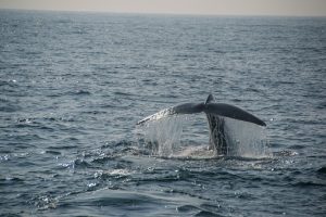 Whale Watching Sri Lanka - Rundreise
