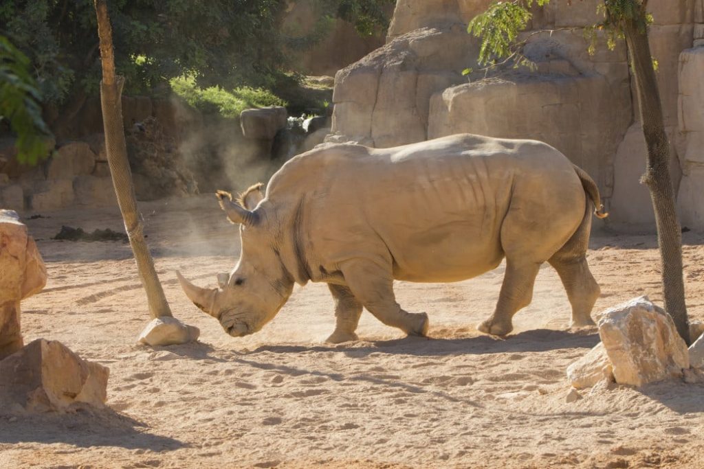 Namibia Safari im April