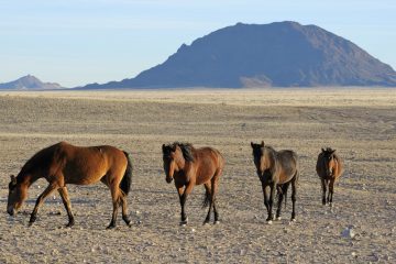 Wildpferde in Namibia