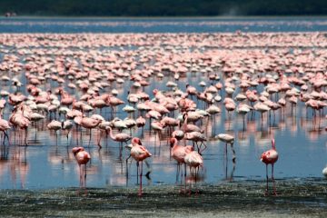 Flamingos Lake Nakuru in Kenia