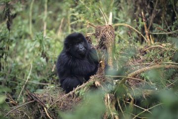 Ruanda-Reisen - Ruanda im Dezember - Berggorillas in Ruanda - Gorilla-Trekking Ruanda - Safaris