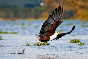 Vogelbeobachtung in Kenia